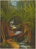 Artist: TROEDEL, Charles | Title: Ferntree Gully, Mount Useful, Gipps Land. | Date: 1865 | Technique: lithograph, printed in colour, from multiple stones; additional hand-colouring