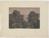 Artist: LINDSAY, Lionel | Title: On the Kurrajong | Date: 1932 | Technique: aquatint and etching, printed in black ink with plate-tone, from one plate | Copyright: Courtesy of the National Library of Australia