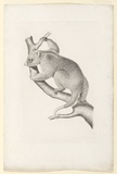 Artist: b'UNKNOWN' | Title: b'not titled [possum]' | Date: 1840 | Technique: b'engraving, roulette and aquatint, printed in black ink, from one plate'