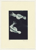 Artist: b'Law, Roger.' | Title: b'Not titled [small cockatoos 1].' | Date: 2003 | Technique: b'aquatint, printed in blue/black ink, from one plate'