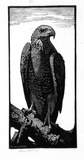 Artist: LINDSAY, Lionel | Title: The brown hawk | Date: 1924 | Technique: wood-engraving, printed in black ink, from one block | Copyright: Courtesy of the National Library of Australia