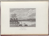 Artist: Wallis, James. | Title: Black swans of New South Wales. | Date: 1821 | Technique: engraving, printed in black ink, from one copper plate