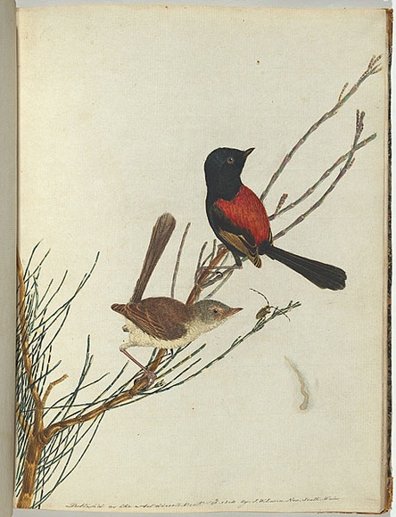 Artist: b'Lewin, J.W.' | Title: b'Scarlet & black warbler.' | Date: 16 December 1804 | Technique: b'etching, printed in black ink, from one copper plate; hand-coloured'