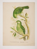 Artist: b'Hamel Brothers.' | Title: b'Catbird' | Technique: b'lithograph, printed in colour, from multiple stones [or plates]'