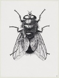 Artist: Gibbs, Denyse. | Title: Black fly 1 | Date: 1973 | Copyright: This work appears on screen courtesy of the artist and copyright holder