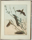 Artist: Lewin, J.W. | Title: Sphinx oldenlandiae. | Date: 29 December 1803 | Technique: etching, printed in black ink, from one copper plate; hand-coloured