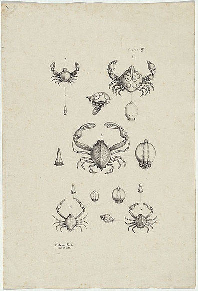 Artist: b'Scott, Helena.' | Title: b'(Australian crabs).' | Date: c.1870 | Technique: b'lithograph, printed in black ink, from one stone'