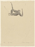 Artist: MACQUEEN, Mary | Title: The gibbon | Date: 1968 | Technique: lithograph, printed in colour, from two plates in grey and green ink | Copyright: Courtesy Paulette Calhoun, for the estate of Mary Macqueen