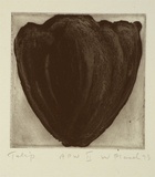 Artist: b'Placek, Wes.' | Title: b'Tulip' | Date: 1993, July | Technique: b'etching, printed in black ink with plate-tone, from one plate' | Copyright: b'\xc2\xa9 Wes Placek c/- Wesart, Melbourne'