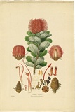 Artist: b'Bauer, Ferdinand.' | Title: b'Banksia coccinea.' | Date: 1806-13 | Technique: b'engraving, printed in colour, from one plate; hand-coloured; letterpress'