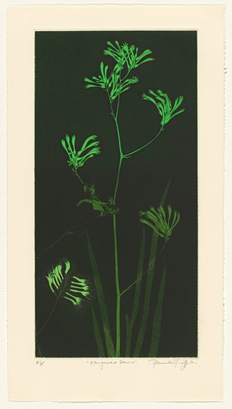 Artist: b'GRIFFITH, Pamela' | Title: b'Kangaroo Paws' | Date: 1987 | Technique: b'hardground-etching and aquatint, printed in colour, from two zinc plates' | Copyright: b'\xc2\xa9 Pamela Griffith'