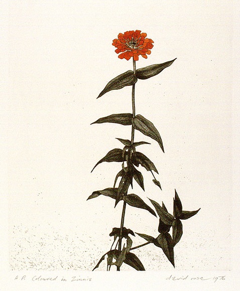 Artist: b'ROSE, David' | Title: b'Coloured in Zinnia' | Date: 1976 | Technique: b'etching, printed in blac ink, from one plate; watercolour'