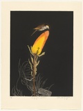 Artist: b'GRIFFITH, Pamela' | Title: b'Singing Honeyeater' | Date: 1986 | Technique: b'hardground-etching and aquatint, printed in colour, from two zinc plates' | Copyright: b'\xc2\xa9 Pamela Griffith'