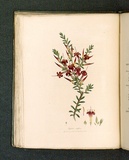 Title: b'Styphelia tubiflora [Crimson styphelia].' | Date: 1793 | Technique: b'engraving, printed in black ink, from one copper plate; hand-coloured'