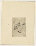 Artist: Lempriere, Helen | Title: not titled (fish) | Date: c.1964 | Technique: etching, printed in black ink, from one plate