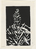 Artist: Grey-Smith, Guy | Title: Yucca | Date: 1975 | Technique: woodcut, printed in black ink, from one block