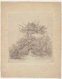 Artist: Glover, John. | Title: Blasted oak. | Date: c.1797 | Technique: softground-etching, printed in black ink, from one copper plate