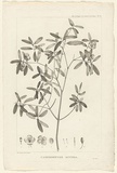 Title: b'Carpodontos Lucida' | Date: 1807 | Technique: b'engraving, printed in black ink, from one copper plate'