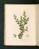 Title: b'Mimosa hispidula [Little harsh mimosa].' | Date: 1793 | Technique: b'engraving, printed in black ink, from one copper plate; hand-coloured'