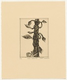 Artist: b'Blackman, Charles.' | Title: bJack's beanstalk. | Date: (1977) | Technique: b'etching and aquatint, printed in black ink, from one plate'