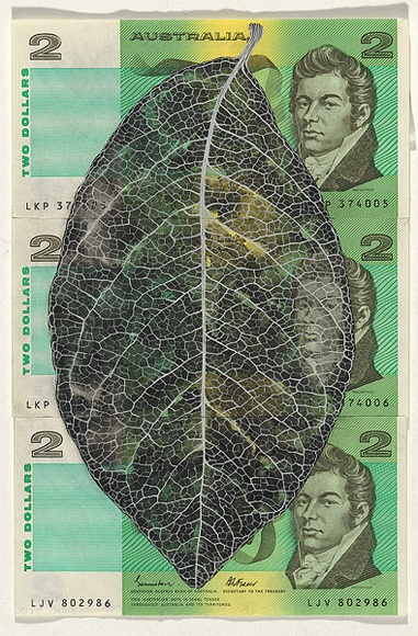 Artist: b'HALL, Fiona' | Title: b'Terminalia hadleyana - Red cement tree (Australian currency)' | Date: 2000 - 2002 | Technique: b'gouache' | Copyright: b'\xc2\xa9 Fiona Hall'