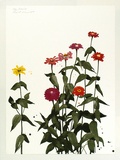 Artist: ROSE, David | Title: Zinnias | Date: 1975 | Technique: screenprint, printed in colour, from multiple stencils