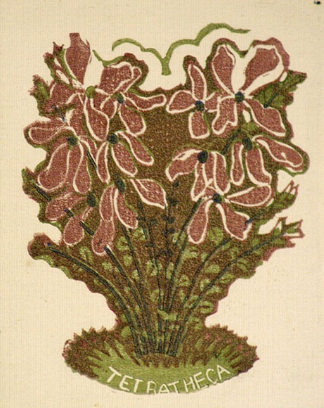 Artist: b'OGILVIE, Helen' | Title: b'Greeting card: Tetratheca' | Technique: b'linocut, printed in colour, from multiple blocks'