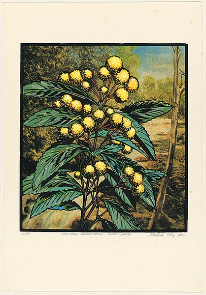 Title: Callicoma serratifolia - black wattle | Date: 1990 | Technique: screenprint, printed in colour, from multiple stencils