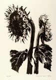 Artist: b'ROSE, David' | Title: b'Sunflowers' | Date: 1964 | Technique: b'lithograph, printed in black ink, from one stone'