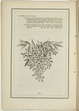 Title: b'not titled [tecoma la trobei].' | Date: 1861 | Technique: b'woodengraving, printed in black ink, from one block'