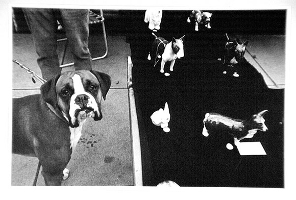 Artist: b'Hall, Judith.' | Title: b'Postcard: (Dog show)' | Date: 1985 | Technique: b'photo-offset-lithograph'