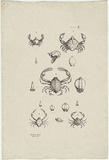 Artist: Scott, Helena. | Title: (Australian crabs). | Date: c.1870 | Technique: lithograph, printed in black ink, from one stone