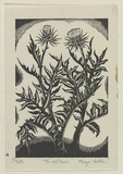 Artist: b'Voke, May.' | Title: b'Thistles' | Date: 1935 | Technique: b'wood-engraving, printed in black ink, from one block'