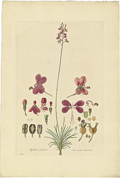 Artist: b'Bauer, Ferdinand.' | Title: b'Stylidium violaceum.' | Date: 1806-13 | Technique: b'engraving, printed in colour, from one plate; hand-coloured; letterpress'