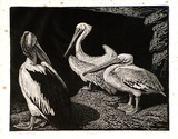 Artist: b'LINDSAY, Lionel' | Title: b'Pelicans' | Date: 1938 | Technique: b'wood-engraving, printed in black ink, from one block' | Copyright: b'Courtesy of the National Library of Australia'