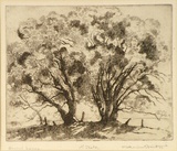 Artist: FEINT, Adrian | Title: Basket willow. | Date: (1922) | Technique: etching, printed in black ink, from one plate | Copyright: Courtesy the Estate of Adrian Feint
