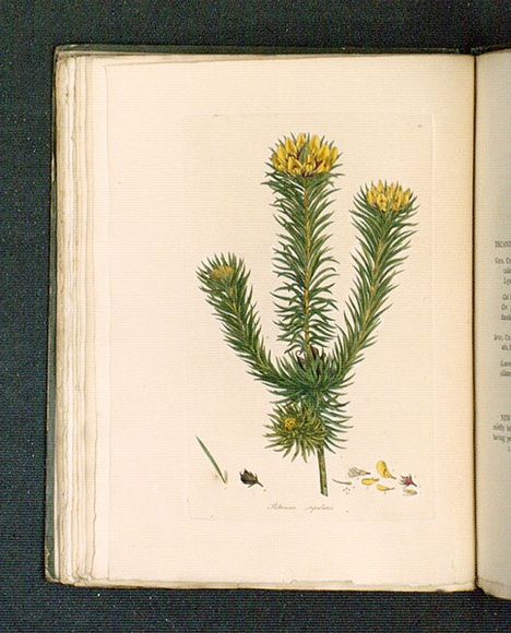 Title: b'Pultenaea stipularis [Scaly pultenaea].' | Date: 1793 | Technique: b'engraving, printed in black ink, from one copper plate; hand-coloured'