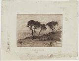 Artist: b'Mather, John.' | Title: b'Ti-tree.' | Date: 1898 | Technique: b'etching, printed in brown ink with plate-tone, from one plate'