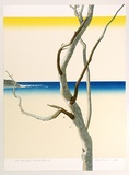 Artist: b'Rose, David.' | Title: b'Eucalypt - Bateau Bay I' | Date: 1976 | Technique: b'screenprint, printed in colour, from multiple stencils'