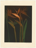 Artist: b'GRIFFITH, Pamela' | Title: b'Bird of Paradise' | Date: 1985 | Technique: b'hardground-etching, aquatint and burnishing, printed in colour, from two zinc plates' | Copyright: b'\xc2\xa9 Pamela Griffith'