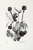 Artist: MILLER, Max | Title: Flowers (tulips), seed boxes (poppies) grasses | Date: 1971 | Technique: wood-engraving, printed in black ink, from one block