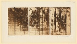 Artist: b'WILLIAMS, Fred' | Title: b'Landscape triptych. Number 2' | Date: 1962 | Technique: b'aquatint, open biting, engraving, drypoint' | Copyright: b'\xc2\xa9 Fred Williams Estate'