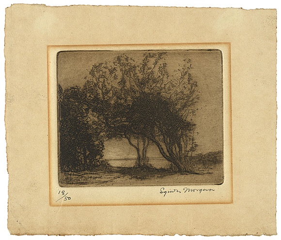 Artist: b'Morgan, Squire.' | Title: b'(Ti trees)' | Date: 1922 | Technique: b'etching, printed in brown ink with plate-tone, from one plate'