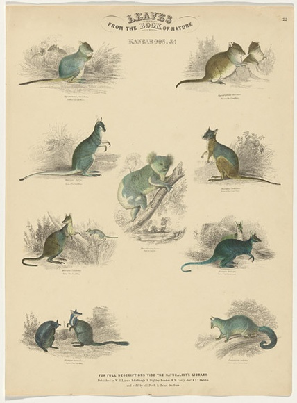 Title: bLeaves from the book of nature: Kangaroos, &c. [Salesmen's sheet] | Date: c. 1840s | Technique: b'engraving, printed in black ink, from one copper plate; hand-coloured'