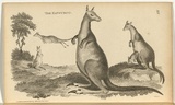 Title: b'The kangaroo.' | Date: 1800 | Technique: b'engraving, printed in black ink, from one copper plate; hand-coloured'