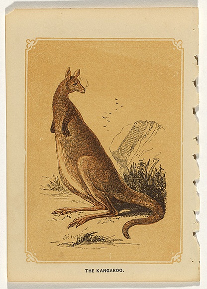 Title: b'The kangaroo.' | Date: c.1860 | Technique: b'lithograph, printed in colour, from three stones'