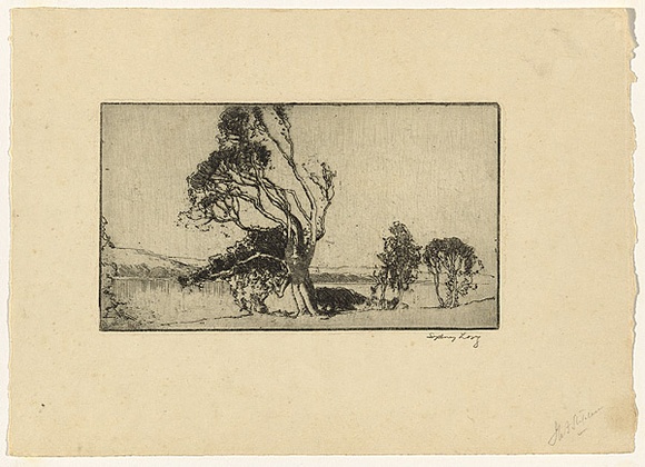 Artist: b'LONG, Sydney' | Title: b'Ti-tree, Avoca' | Date: 1928, before | Technique: b'line-etching, drypoint, printed in black ink from one zinc plate' | Copyright: b'Reproduced with the kind permission of the Ophthalmic Research Institute of Australia'