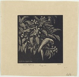 Artist: LINDSAY, Lionel | Title: Loquats | Date: 1923 | Technique: wood-engraving, printed in black ink, from one block | Copyright: Courtesy of the National Library of Australia