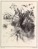 Artist: b'Cooke, Warren.' | Title: b'not titled [tree in river]' | Date: 2001, 30 June | Technique: b'lithograph, printed in black ink, from one stone'