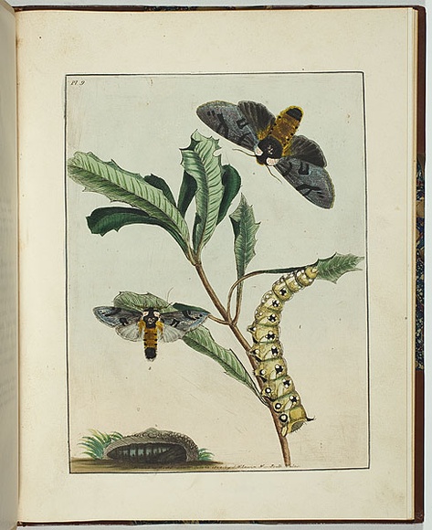 Artist: b'Lewin, J.W.' | Title: b'Bombyx banksiae.' | Date: 24 October 1803 | Technique: b'etching, printed in black ink, from one copper plate; hand-coloured; letterpress text'